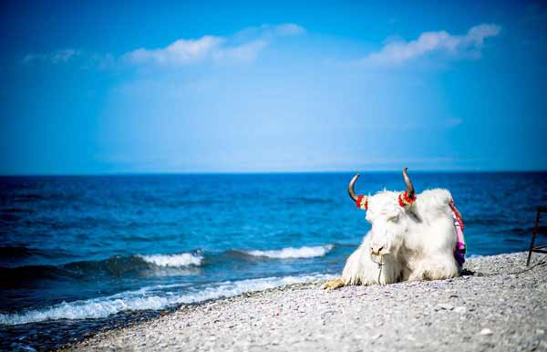 Qinghai Lake and Bird Island